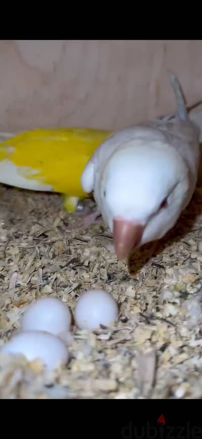 كويكر