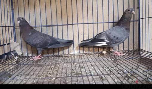 حمام يمني شباب