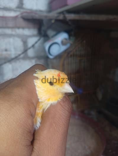 ذكر كناري احجام جامبوا اطوال