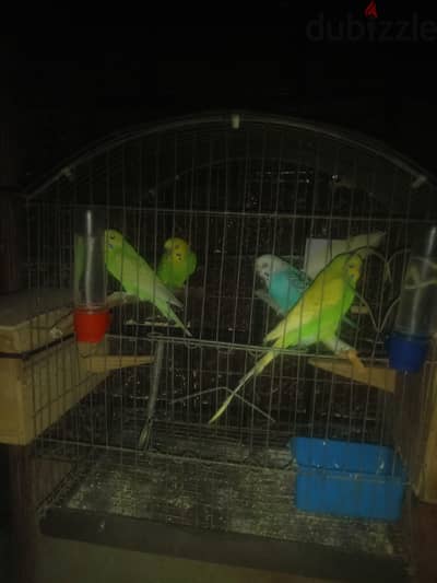 عصافير استرالي 01033187474