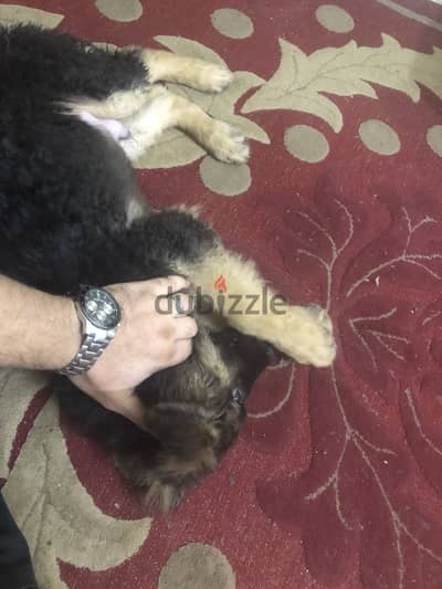 جرو جيرمن ذكر عمر 75 يوم