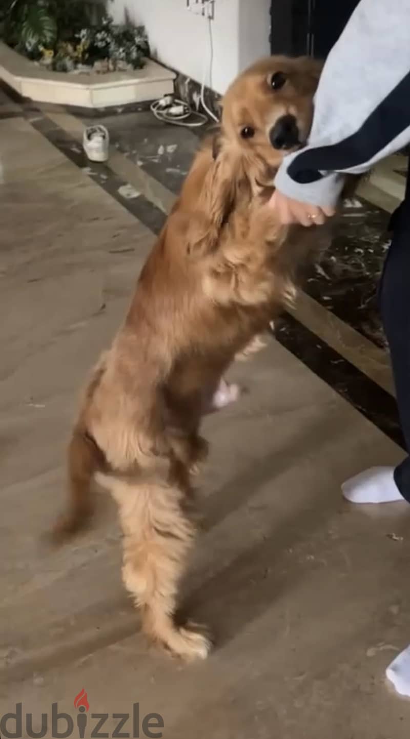 Dog for sale 1