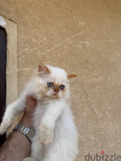 بنت هيمالايا اورنج جميله بسعر رمزي