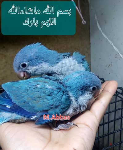 لعشاق التدريب والتأكيل اليدوى  بغبغان كويكر بلو