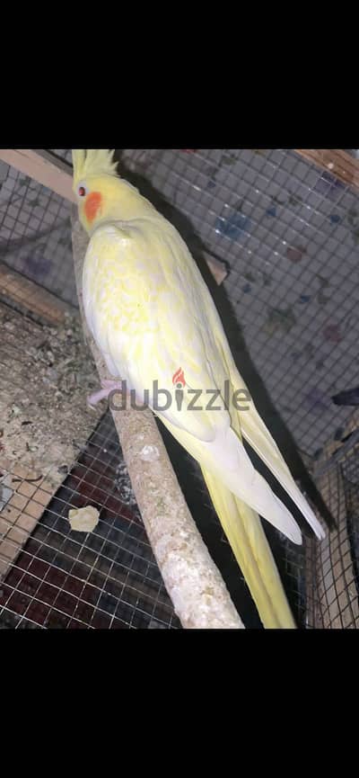 جوز كوكتيل شغال مشاءالله