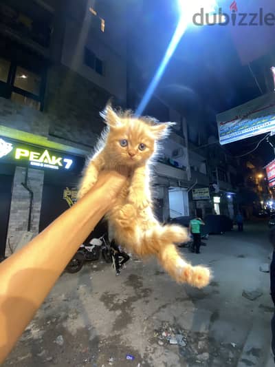 قطط للبيع