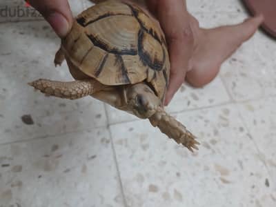 سحلفه جميله وبسعر حلو كمان