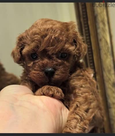 Tea cup poodle