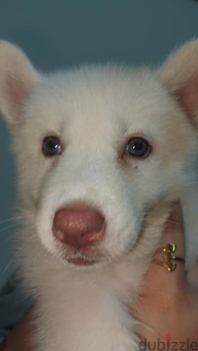 whitehusky