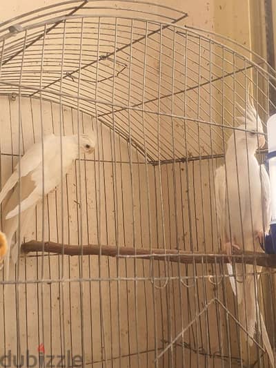 قص البينو اشتغل موسم تخصيب وتحضين ضمان
