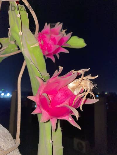 صبار الدراجون فروت