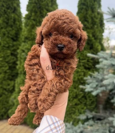 Poodle _بودل tea cup poodle