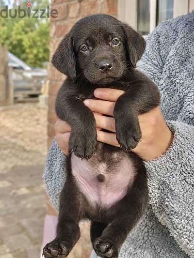 Labrador retreiver puppies