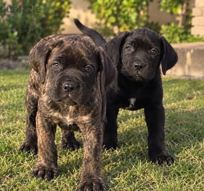 Cane corso puppies كين كورسو جراوي