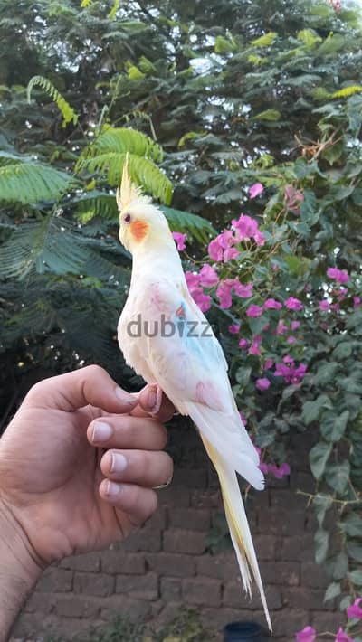 نتايه كوكتيل