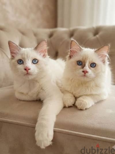ragdoll bicolor male &female   راجدول باي كلر الذكر بلو والانثي شوكلت