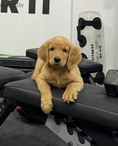 Golden retriever puppy - جولدن ريتريفر