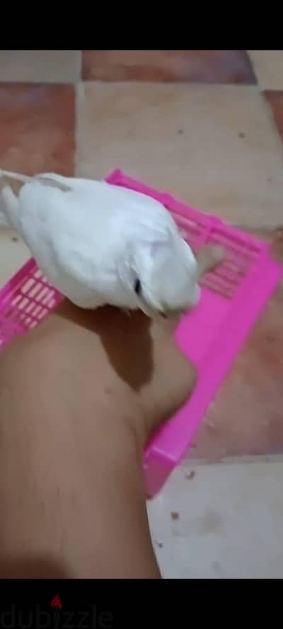 كوكتيل البينو مدرب