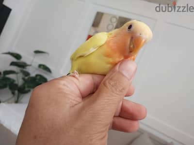 روز اوبلاين اورانج
