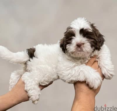 havanese