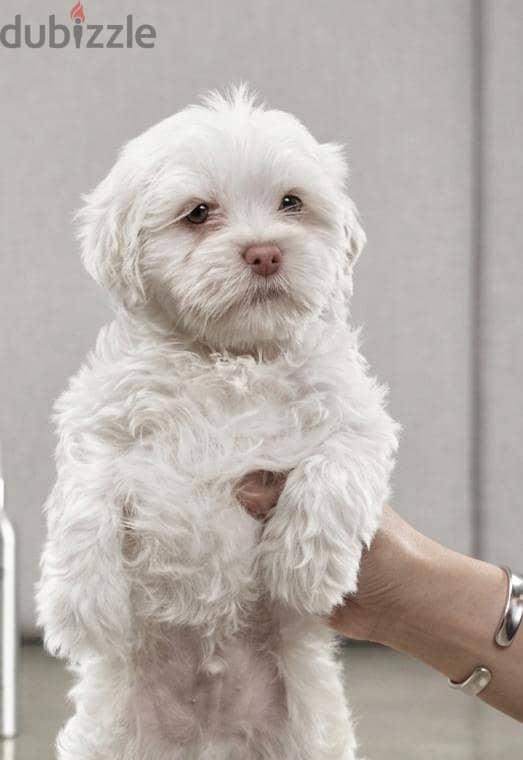 havanese 1