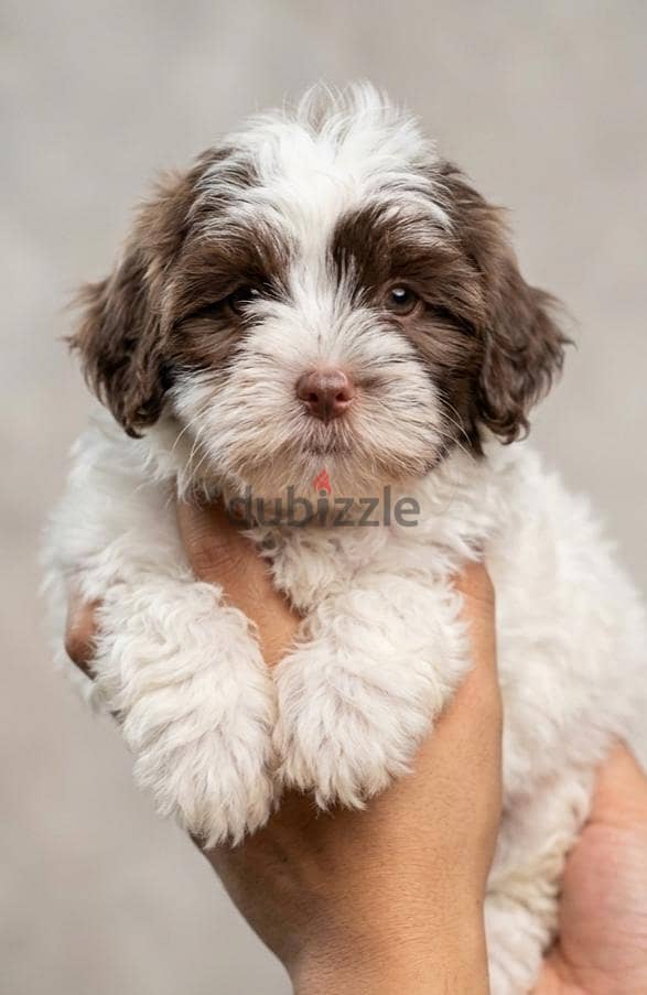 havanese 2