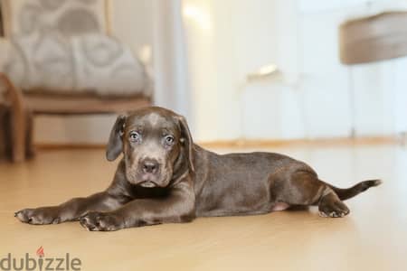 جراوي كاني كورسو CaneCorso