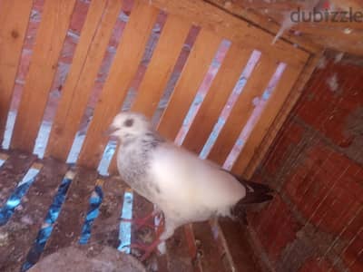 زغلولين بكيستاني  مستوي محترم  وفراخ هندي
