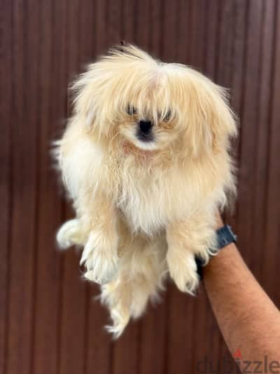 Pomeranian female 6 months
