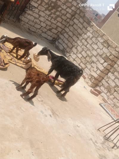 بيع ماعز