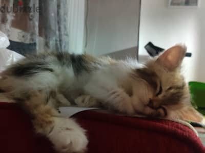 for adoption 1 male cat and 1 female kitten