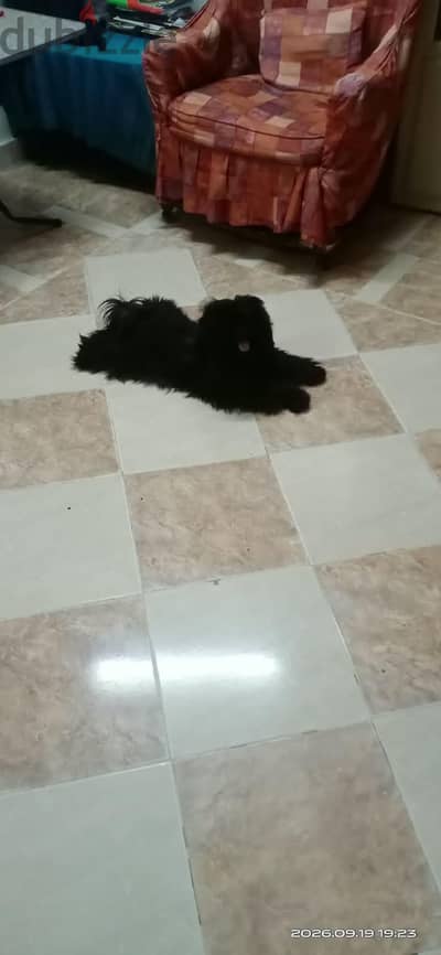 الكلاب