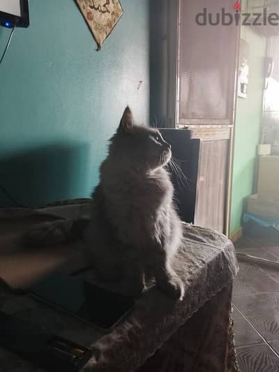 cute cat