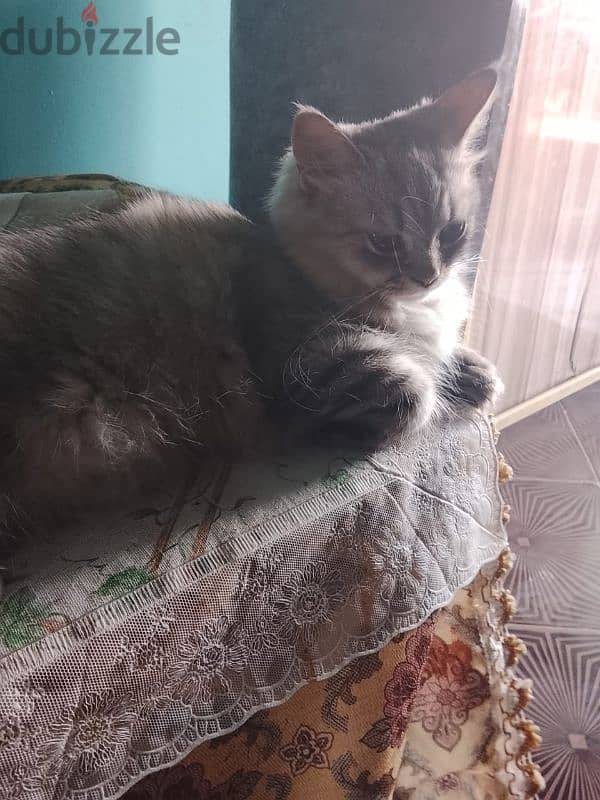 cute cat 1