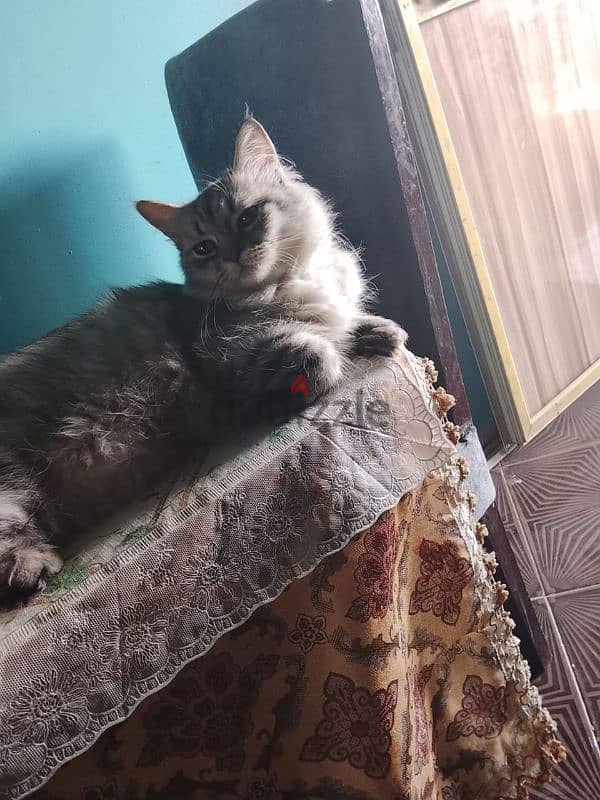 cute cat 2