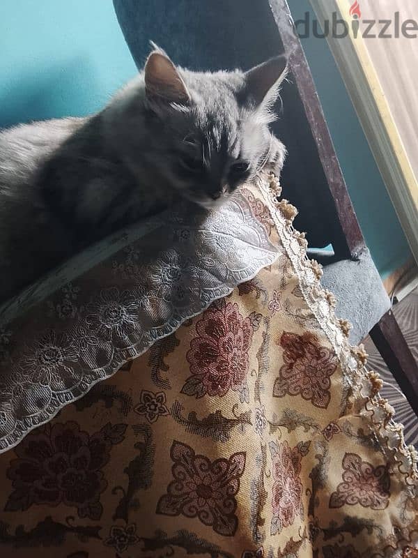 cute cat 3