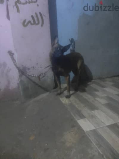 كلب مالينو بيور عمره ٦ شهور دكر فيه شراسه وطاعه