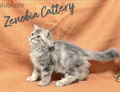 Scottish Fold Longhair