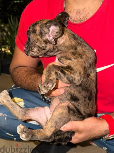 french bulldogs male and female