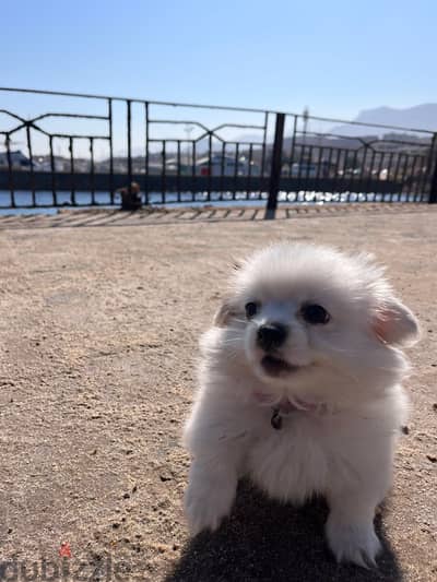 Dogs for adoption