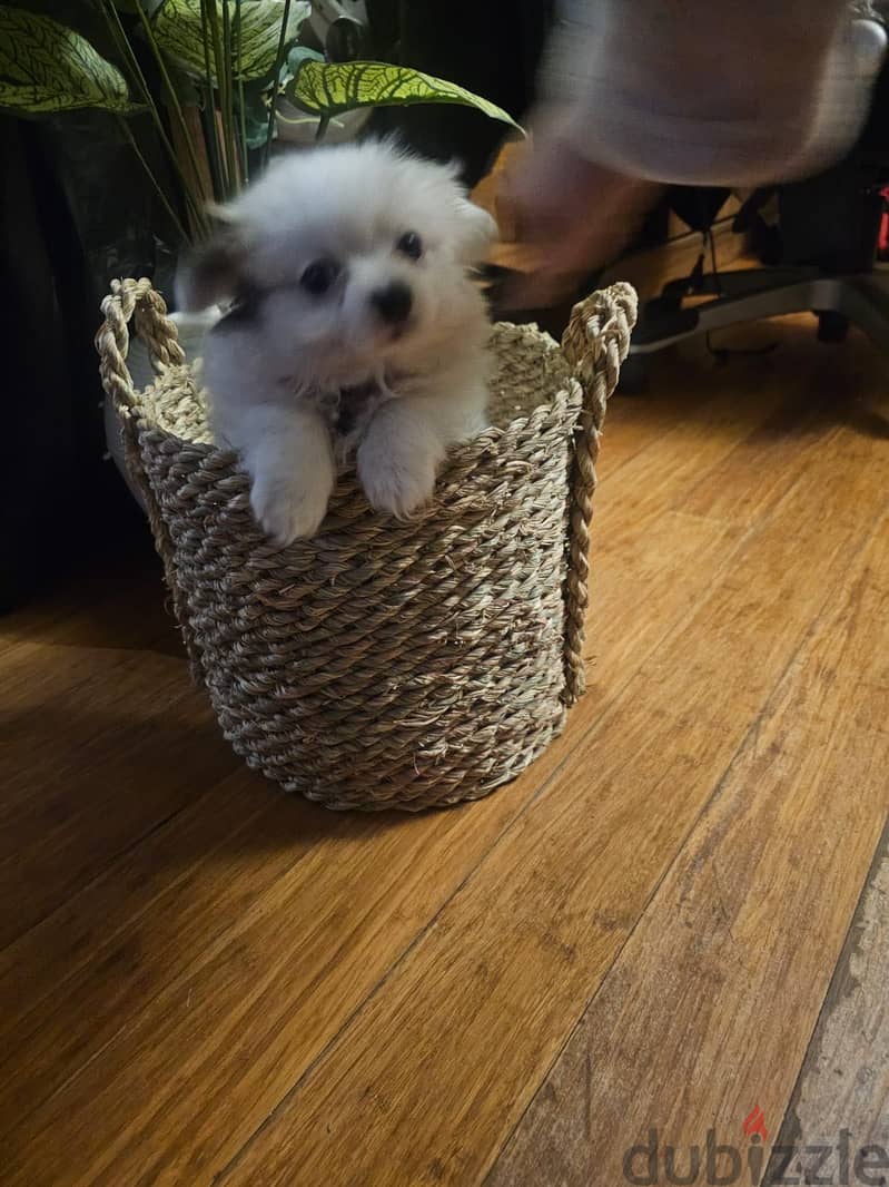 Dogs for adoption 1