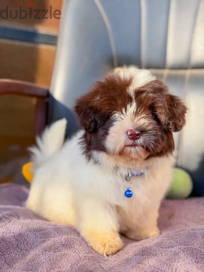 Mini Havanese ميني هافانيز