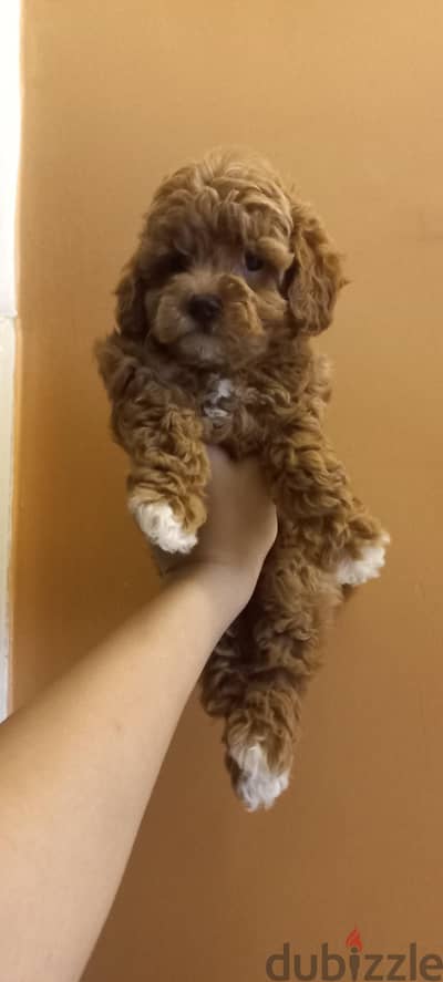 toy poodle