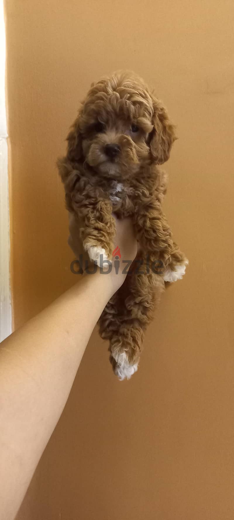 toy poodle 1