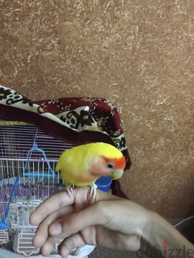 روز مدرب دكر