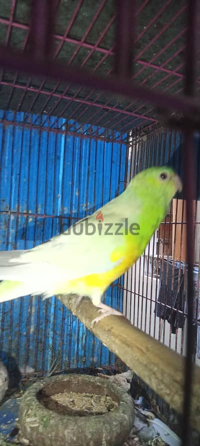 دكر  يردام سرفر عين حمراء عامل ثلاث عشوش في فيديو أخر عش واحد لاتيني