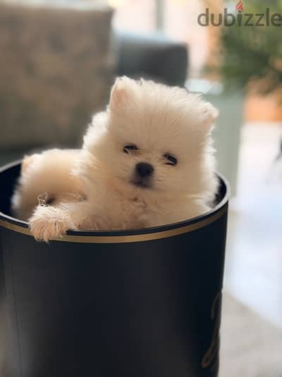 Pomeranian بومرينيان