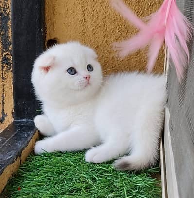 Scottish fold female ny1233