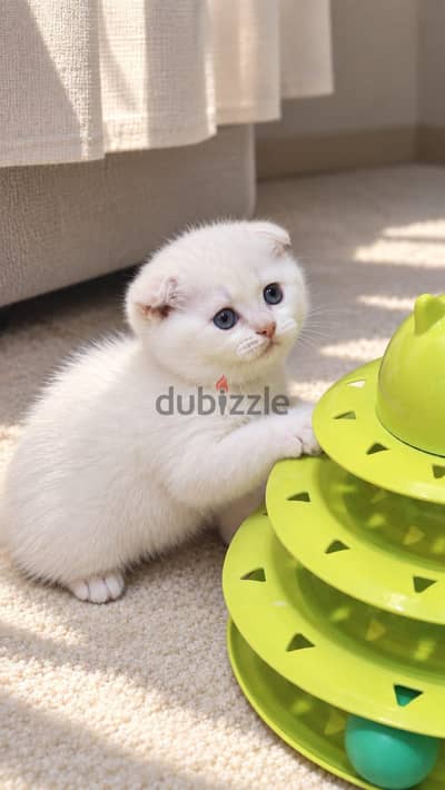 Scottish fold female ny1233