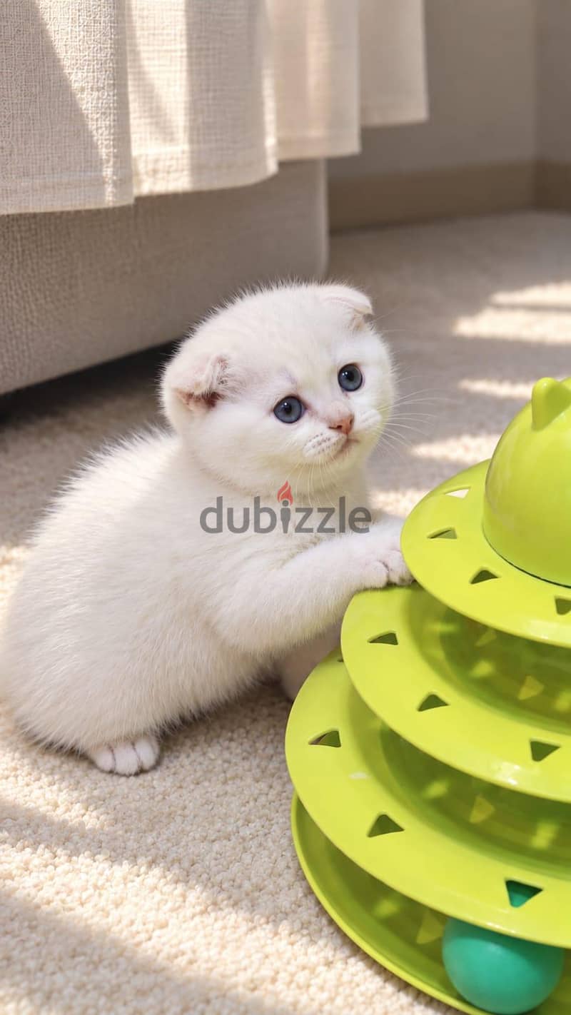 Scottish fold female ny1233 1